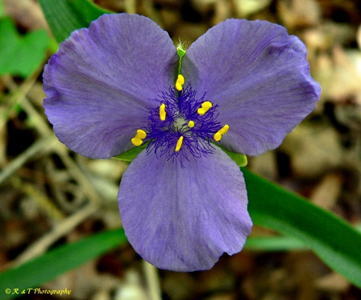 {Tradescantia virginiana}